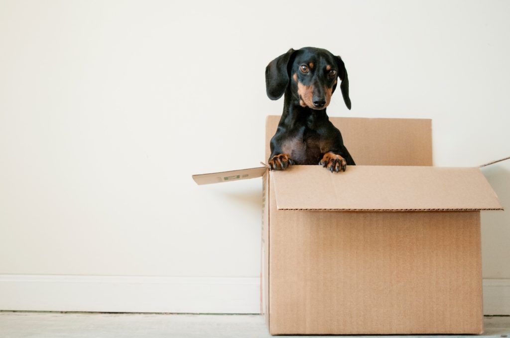 Organizing Your San Diego Move